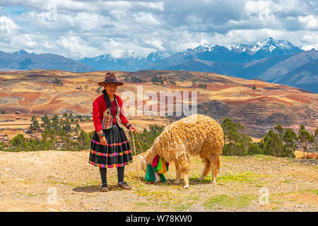 Quechua Frau mit einem Alpaka essen Stroh in das Heilige Tal der Inka, Cusco, Peru. Stockfoto