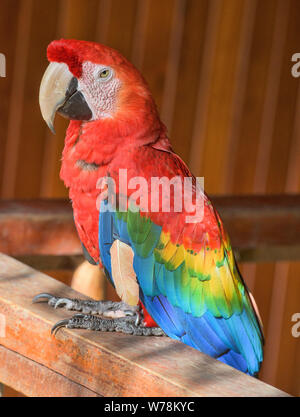 Hellrote Ara am Tambopata Research Center, peruanischen Amazonas Stockfoto