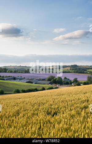 Phacelia tanacetifolia. Fiddleneck Getreidefelder in der Abendsonne. Swalcliffe, Oxfordshire, England Stockfoto