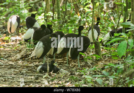 Gruppe von blass-winged Trompeter (Psophia leucoptera), Tambopata National Reserve, peruanischen Amazonas Stockfoto