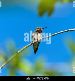Spring Mountain Hummingbird - ein männlich Breite-tailed Hummingbird ruht auf einem Ast eines hohen Strauch. Rocky Mountain National Park, Colorado, USA. Stockfoto