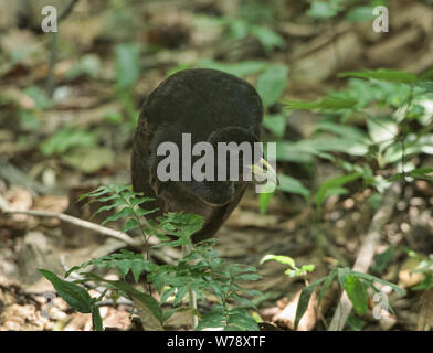 Eine blass-winged Trompeter (Psophia leucoptera), Tambopata National Reserve, peruanischen Amazonas Stockfoto