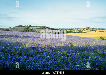 Phacelia tanacetifolia. Fiddleneck Getreidefelder in der Abendsonne. Swalcliffe, Oxfordshire, England Stockfoto