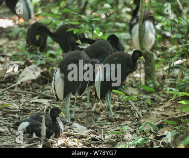 Gruppe von blass-winged Trompeter (Psophia leucoptera), Tambopata National Reserve, peruanischen Amazonas Stockfoto