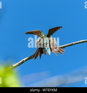 Breite-tailed Kolibri - einen hinteren geringer Betrachtungswinkel eines männlichen Breiten-tailed Hummingbird anzeigen ihr Gefieder auf einem Ast eines hohen Strauch. RMNP, CO, USA. Stockfoto