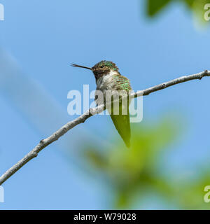 Hummingbird Aufruf - Eine kleine männliche Breiten-tailed Hummingbird Aufruf in einem hohen Strauch. Rocky Mountain National Park, Colorado, USA. Stockfoto