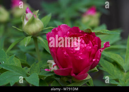 Zartes Rosa, Rot und Violett japanische Kamelie (s) mit einigen Regentropfen auf den Blättern. Stockfoto