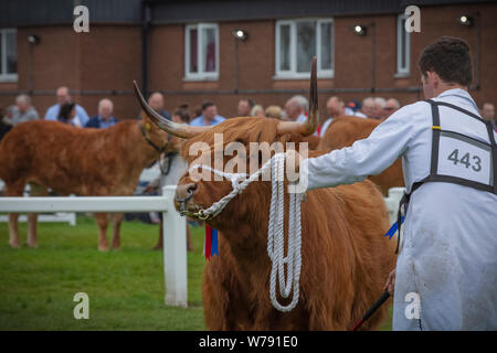 Highland Cattle in der Großen Yorkshire zeigen Stockfoto