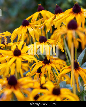 Verblassende Gelb Gelb Rudbeckien, in der Nähe Stockfoto
