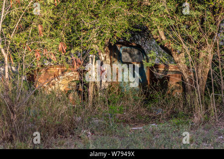 Classic Old, Oxidation, amerikanische Autos hinter den Bäumen versteckt, Zapata County, TX, USA Stockfoto