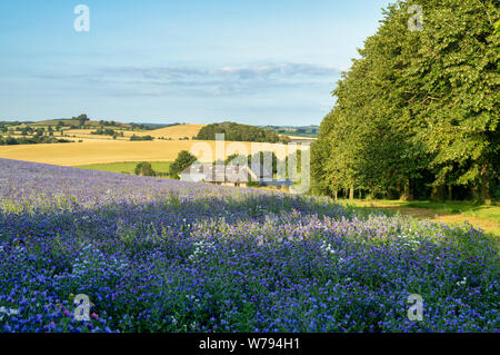 Phacelia tanacetifolia. Fiddleneck Getreidefelder in der Abendsonne. Swalcliffe, Oxfordshire, England Stockfoto