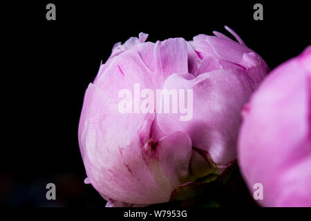 Rosa pfingstrose Blüten auf schwarzem Hintergrund Stockfoto