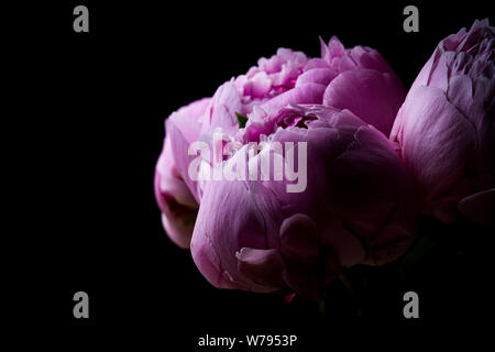 Rosa pfingstrose Blüten auf schwarzem Hintergrund Stockfoto