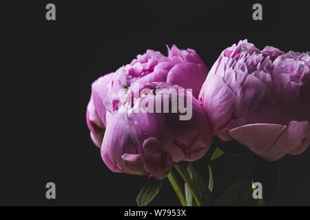 Rosa pfingstrose Blüten auf schwarzem Hintergrund Stockfoto