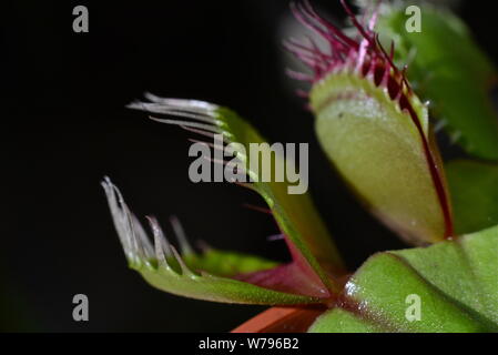 Venus Flytrap ohne Fliegen. Stockfoto