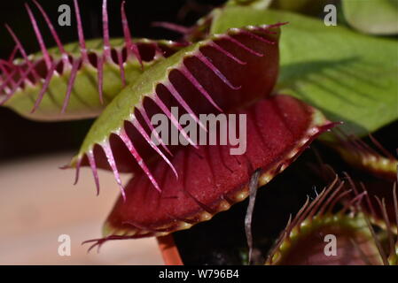 Venus Flytrap ohne Fliegen. Stockfoto