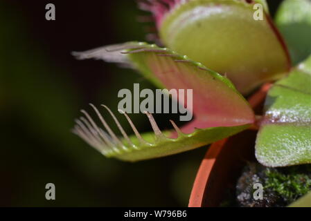 Venus Flytrap ohne Fliegen. Stockfoto