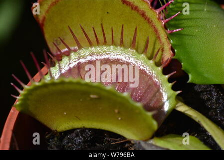 Venus Flytrap ohne Fliegen. Stockfoto