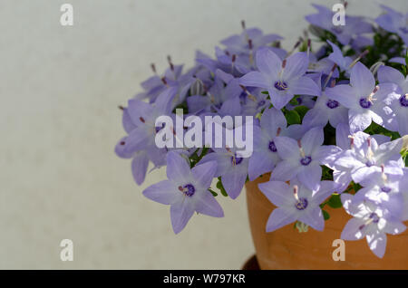 Campanula Pflanze im Topf mit schönen Blumen. Es ist wunderschön blüht von Mai bis September. Stockfoto