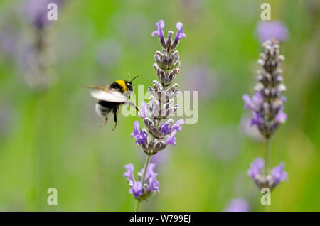 Eine Hummel fliegen in Richtung Lavendelblüten Stockfoto