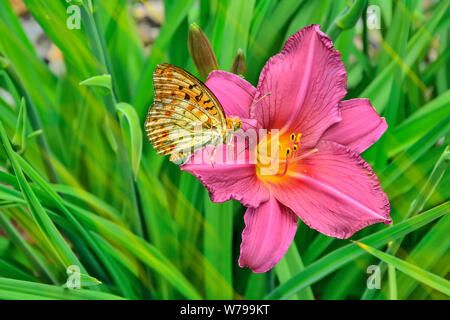 Schmetterling Silber - gewaschen fritillary (Ceriagrion tenellum) sitzt auf einem schönen rosa daylily Blume mit Flügel gefaltet nach oben. Fokus auf Daylily und Butter Stockfoto