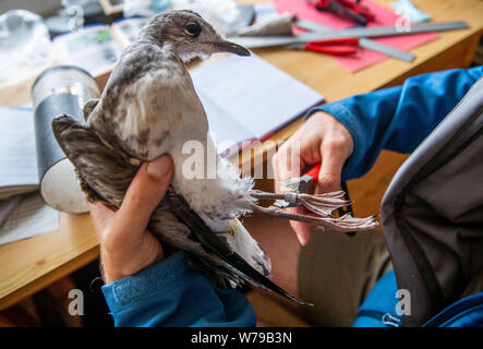 30 Juli 2019, Mecklenburg-Vorpommern, Langenwerder: Ein freiwilliger Vogel warden setzt auf einem jungen Sturm Möwe nach der Messung auf der Vogel- insel Langenwerder in der Nähe von Wismar die Aluminium Ring mit der Markierung. Die Insel in der Wismarer Bucht, die ein Naturschutzgebiet seit 1937, ist der älteste Mecklenburg Seabird Sanctuary. Die Bestände vieler Brut- und Zugvögel auf der kleinen Ostsee - Insel zu verringern. In den 1980er Jahren 5.000 Paare von Sturm Möwen waren noch Zucht in Deutschlands älteste Seabird Sanctuary. Dieses Jahr ist es immer noch rund 2.000. Foto: Jens Büttner/dpa-Zentralbild/ Stockfoto