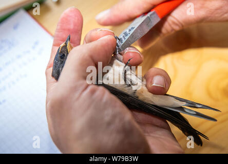 30 Juli 2019, Mecklenburg-Vorpommern, Langenwerder: Ein ehrenamtlicher Vogel warden setzt auf einem Jungen nach der Messung auf der Vogel- insel Langenwerder in der Nähe von Wismar die Aluminium Ring mit der Gravur Anzahl schlucken. Die Insel in der Wismarer Bucht, die ein Naturschutzgebiet seit 1937, ist der älteste Mecklenburg Seabird Sanctuary. Die Bestände vieler Brut- und Zugvögel auf der kleinen Ostsee - Insel zu verringern. In den 1980er Jahren 5.000 Paare von Sturm Möwen waren noch Zucht in Deutschlands älteste Seabird Sanctuary. Dieses Jahr ist es immer noch rund 2.000. Foto: Jens Büttner/dpa-Zentralbild/ Stockfoto