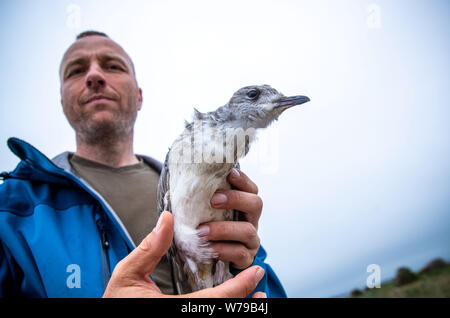 30 Juli 2019, Mecklenburg-Vorpommern, Langenwerder: veiko Lehsten, Klimaauswirkungen Forscher und freiwilligen Vogel Wärter, hat eine junge Möwe für die Vermessung und Klingeln am Vogelschutz Insel Langenwerder in der Nähe von Wismar erfasst. Die Insel in der Wismarer Bucht, die ein Naturschutzgebiet seit 1937, ist der älteste Mecklenburg Seabird Sanctuary. Die Bestände vieler Brut- und Zugvögel auf der kleinen Ostsee - Insel zu verringern. In den 1980er Jahren 5.000 Paare von Sturm Möwen waren noch Zucht in Deutschlands älteste Seabird Sanctuary. Dieses Jahr ist es immer noch rund 2.000. Foto: Jens Büttner/dpa- Stockfoto