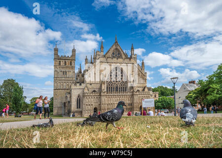 Exeter, Devon, Südwest-England. Montag 5. August 2019. UK Wetter. Leute, und Tauben, genießen Sie die entspannte Atmosphäre am Cathedral Green im Zentrum von Exeter, an einem warmen Tag mit zeitweiligem Sonnenschein. Credit: Terry Mathews/Alamy leben Nachrichten Stockfoto