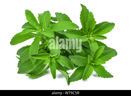 Stevia rebaudiana auf weißem Hintergrund Stockfoto