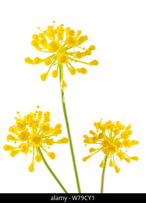 Wildem Fenchel Blumen isoliert auf weißem Hintergrund Stockfoto