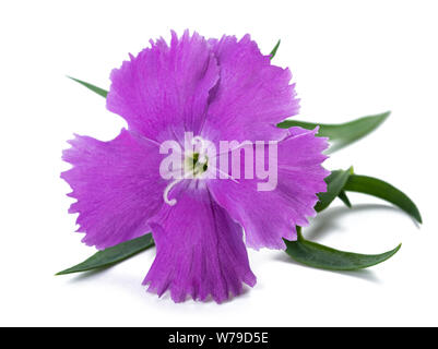 Dianthus Blütenkopf auf weißem Hintergrund Stockfoto