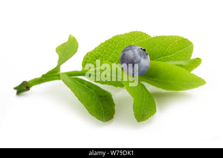Blueberry Zweig mit Früchten isoliert auf weißem Stockfoto