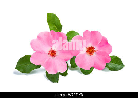 Dog rose Blumen auf weißem Hintergrund Stockfoto