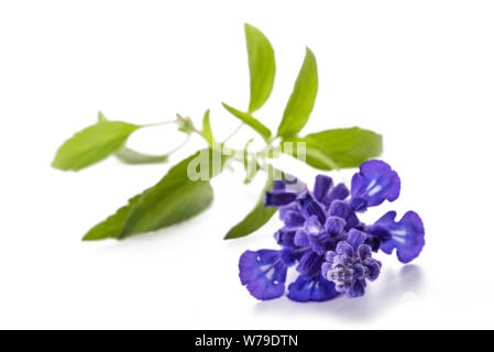 Salvia farinacea mit Blumen auf weißem Hintergrund Stockfoto