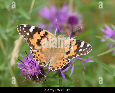 Die bemalte lady Butterfly (Vanessa cardui) Fütterung auf eine Blume von gemeinsamen Flockenblume (Centaurea nigra). Bedgebury Wald, Kent, Großbritannien. Stockfoto