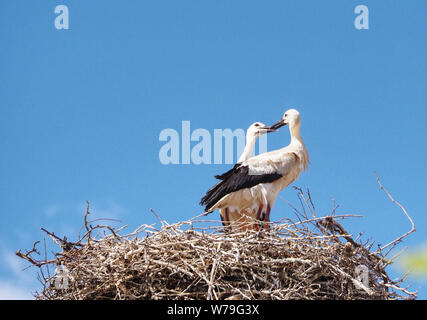 Jungstörche im Nest Paar scheinen zu küssen. Stockfoto