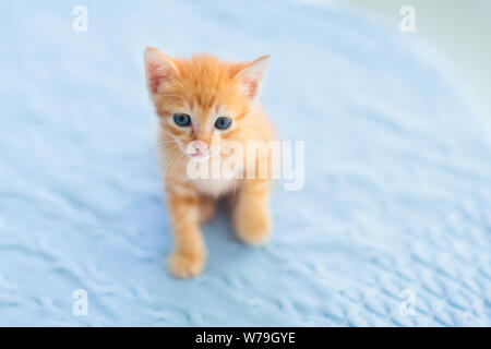 Baby Katze. Ginger kitten Spielen auf der Couch mit gestrickten Decke. Haustier. Home pet. Junge Katzen. Nette lustige Katzen zu Hause spielen. Stockfoto