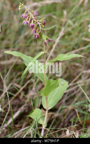 Broad-leaved helleborine (Epipactis Helleborine) Blühende Kopf wächst an den Rand des Waldes. Bedgebury Wald, Canterbury. Kent. Stockfoto