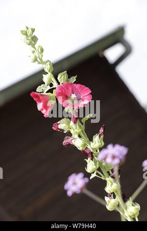 Malve Blumen blühen im Blumengarten Stockfoto