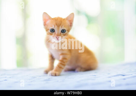 Baby Katze. Ginger kitten Spielen auf der Couch mit gestrickten Decke. Haustier. Home pet. Junge Katzen. Nette lustige Katzen zu Hause spielen. Stockfoto