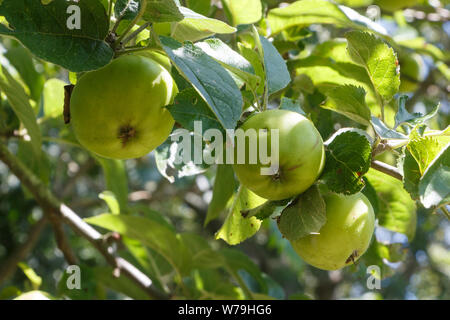 Grüne Äpfel Reifen auf einem Apple Tree in einem Obstgarten Stockfoto