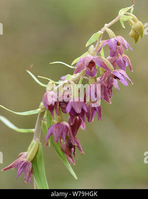 Broad-leaved helleborine (Epipactis Helleborine) Blühende Kopf wächst an den Rand des Waldes. Bedgebury Wald, Canterbury. Kent. Stockfoto