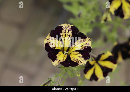 Bunte Petunien Blumen in gelb mit violett Stockfoto