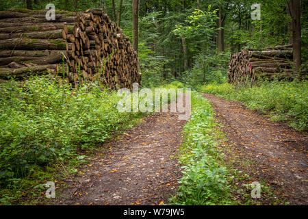 Holz liegt in großen Stapeln auf links und rechts in einen Waldweg Stockfoto