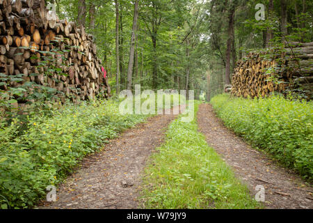 Holz liegt in großen Stapeln auf links und rechts in einen Waldweg Stockfoto