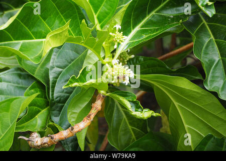 Eine Biene auf einer Blüte der Noni Frucht. Stockfoto