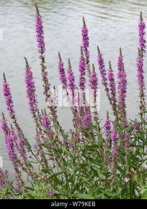 Blutweiderich (Lythrum salicaria) wachsende neben einem See. Icklesham, Sussex, UK. Stockfoto