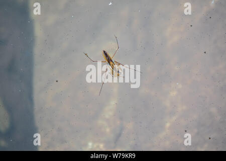 Wasser Strider Gerridae mit Beute auf dem Wasser. Die Gerridae sind eine Familie von Insekten in der Reihenfolge Hemiptera, allgemein bekannt als Wasser striders, Skeeters Stockfoto