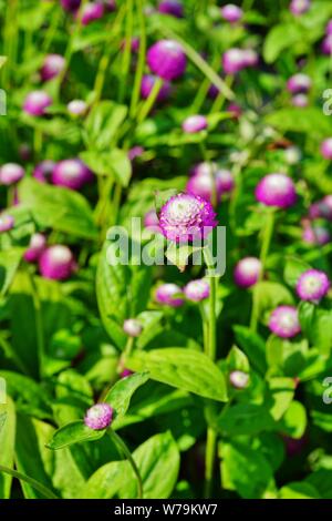 Gomphrena Nana Globus amaranth Blumen Stockfoto